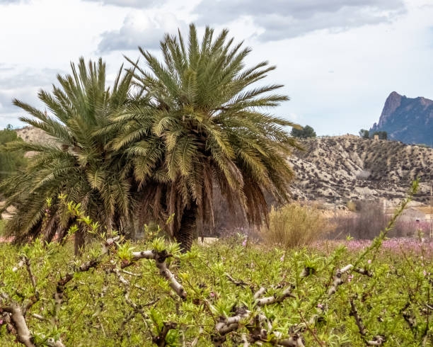 istock Blooming Gardens. Cieza. Murcia. Spain 2205445186