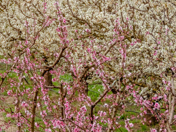 istock Blooming Gardens. Cieza. Murcia. Spain 2205445415