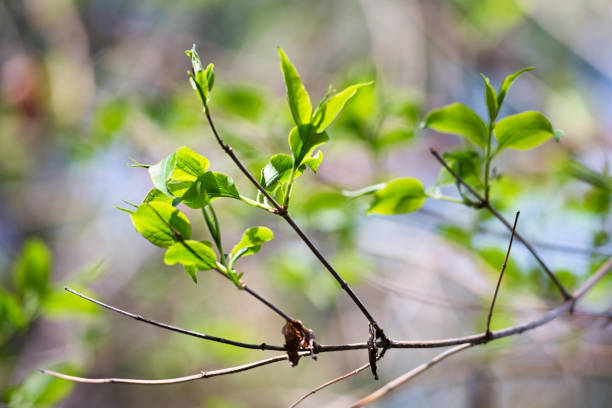 istock Spring Garden New Leaves 2205445489