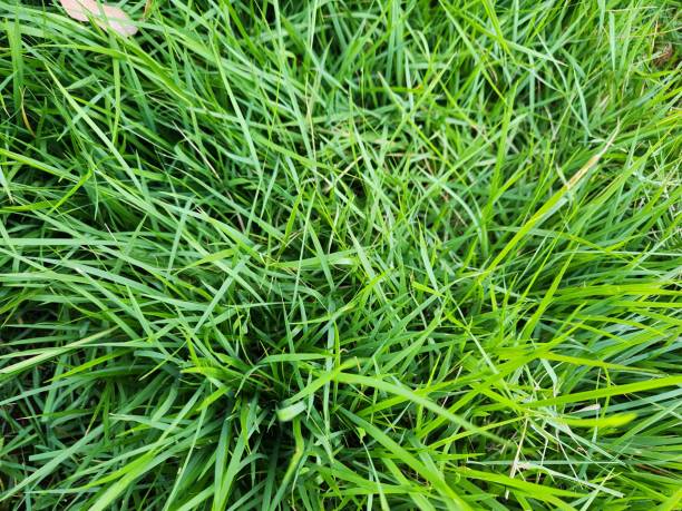 istock Growing without limitations, emerald grass forms a dense green carpet. Its soft and resilient leaves ensure a flawless look in any landscape. With low maintenance requirements, it is an excellent option for gardens and open areas. 2205445570