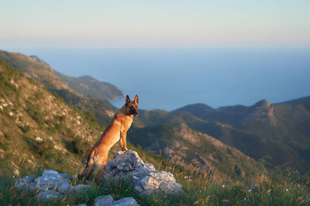 istock Malinois enjoying a mountain view 2205446660