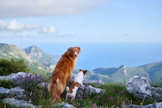 istock Dogs enjoying serene mountain ridge 2205446695