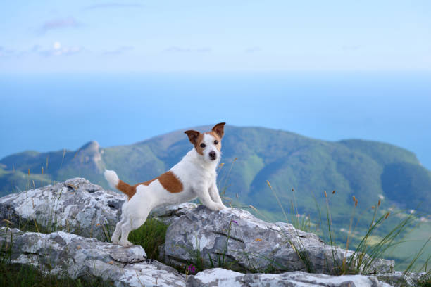 A Jack Russell Terrier stands confidently on rocky terrain with rolling mountains in the background. The image reflects the harmony of pets and nature.