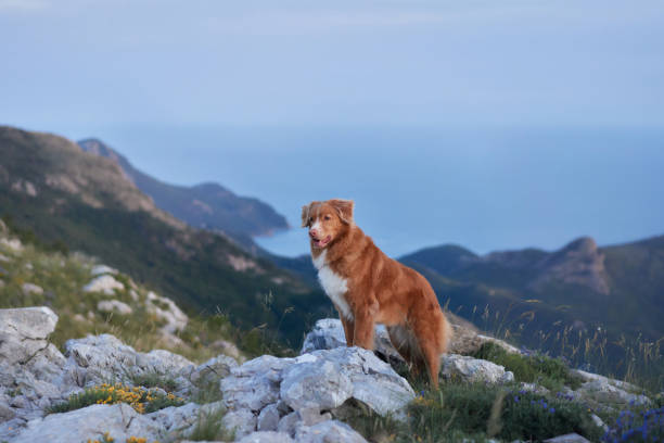 istock Retriever overlooking the coastline 2205446712