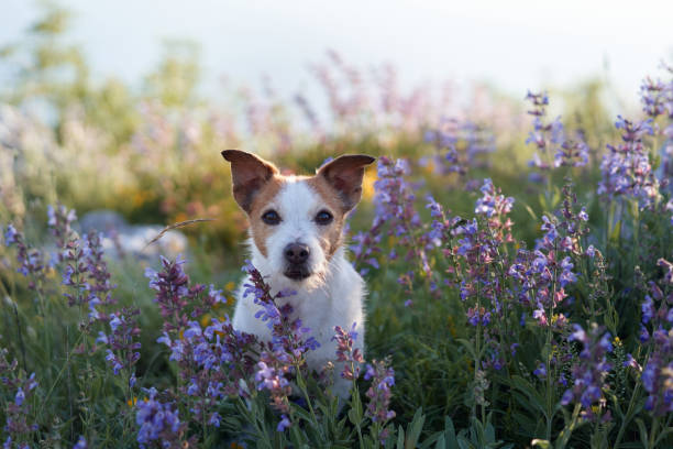 istock Jack Russell in a flower field 2205446735