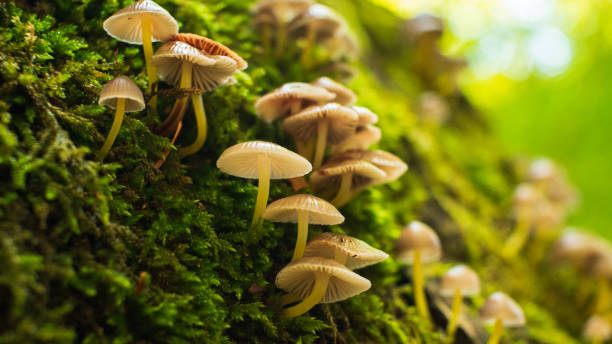 istock A cluster of small, brown mushrooms with white stems grows on a moss-covered tree trunk. Sunlight filters through the leaves above, casting dappled light on the mushrooms. 2205447251