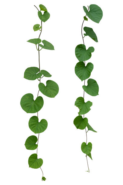 Vine plant, Ivy leaves collection isolated on white background, clipping path
