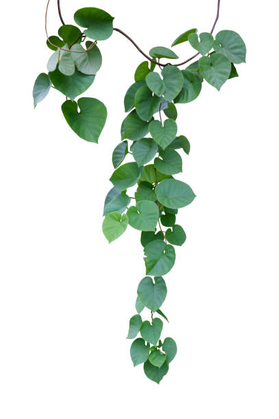 istock Vine plant ivy isolated on white background. Clipping path 2205447336