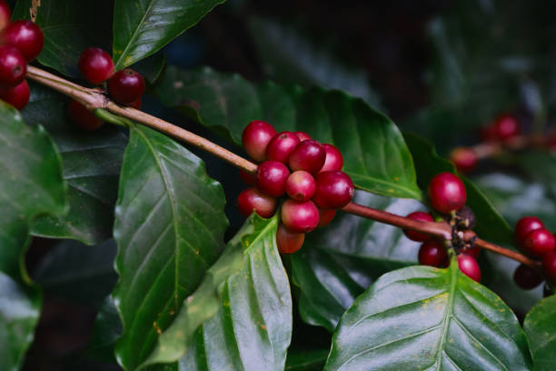 istock Fresh coffee beans on the branches of the coffee tree 2205447365