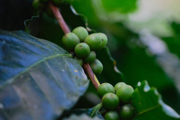 Fresh coffee beans on the branches of the coffee tree