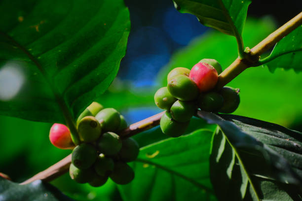 Fresh coffee beans on the branches of the coffee tree
