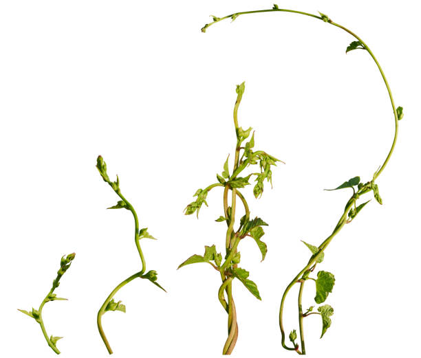 istock Vine plant, Ivy leaves collection isolated on white background, clipping path 2205447375