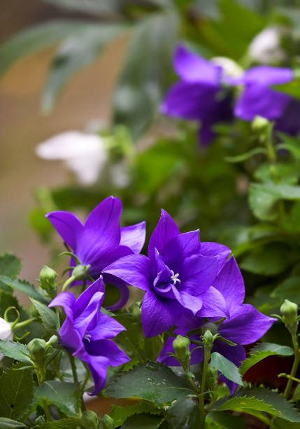 istock Beautiful flowers from my garden 2205447461