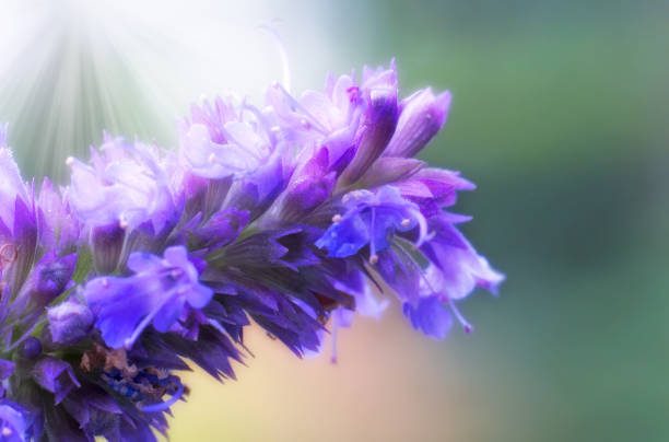 A mesmerizing close-up captures the essence of nature's beauty with delicate purple blossoms in focus. Glistening under soft sunlight, the vibrant hues contrast against a dreamy, blurred background, evoking tranquility and grace.