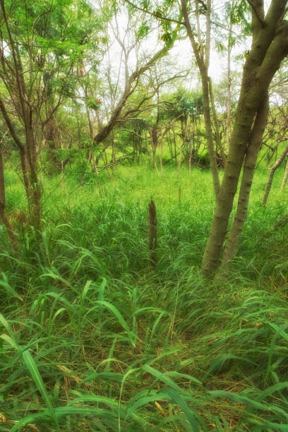 A vibrant, grassy forest clearing surrounded by tall slender trees bathed in natural daylight. The dense foliage creates a serene, untouched nature atmosphere brimming with tranquility and life.