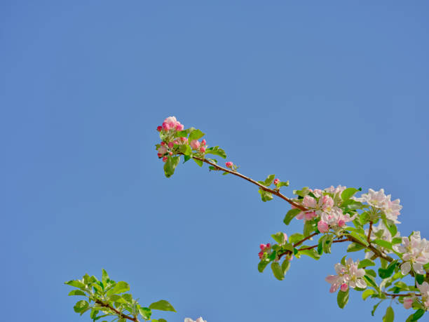 A stunning, focused capture of delicate cherry blossoms blooming vividly against a background of clear blue sky in the springtime. The image evokes freshness and natural beauty, set in a Danish garden.