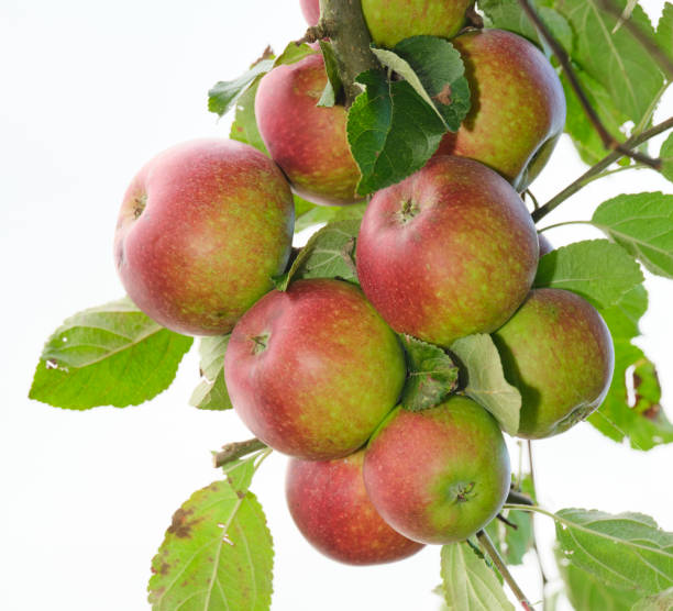 istock Cluster of ripe apples on an apple tree branch during a sunny day 2205447568