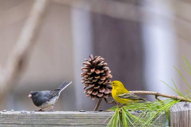 The birds on the feeder