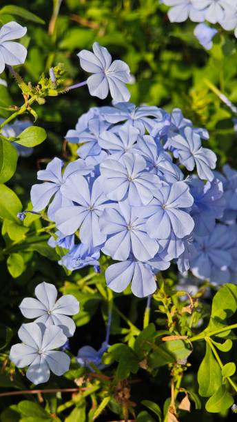 istock macro plant photo 2205451150