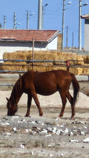 istock brown horse on the farm 2205451907