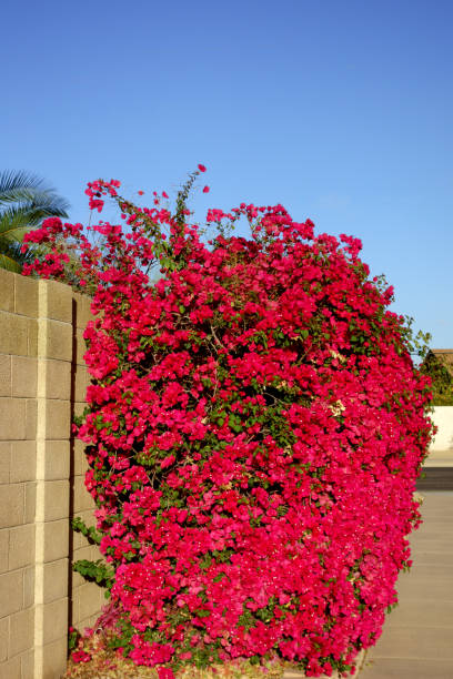 istock Crimson Red Bougainvillea Shrub,  Phoenix, AZ 2205452376