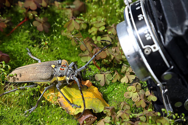 istock Photographing insects in nature 2205454179