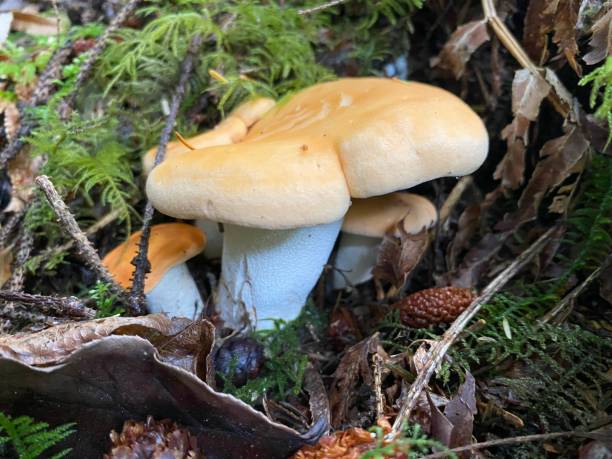 istock Wild mushrooms in Oregon 2205455329