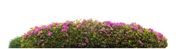 istock Long flower bush isolated on white background 2205455423