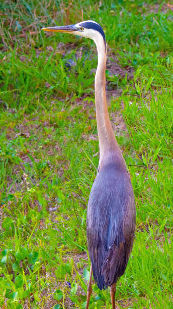 istock Very Tall Blue Heron- Hilton Head, South Carolina 2205456489