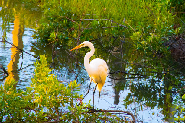 istock White Egret in early morning- Hilton Head, South Carolina 2205456497