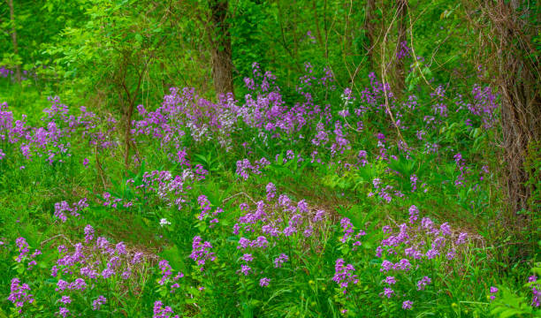 istock Wild Flowers along a woods edge-Howard County Indiana 2205456501