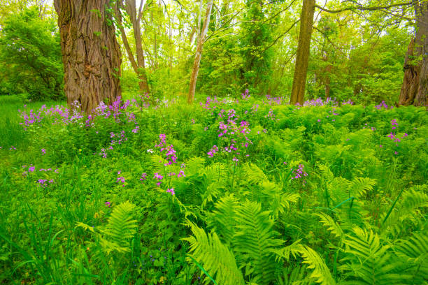 istock Wildflowers in full bloom- Howard County, Indiana 2205456515