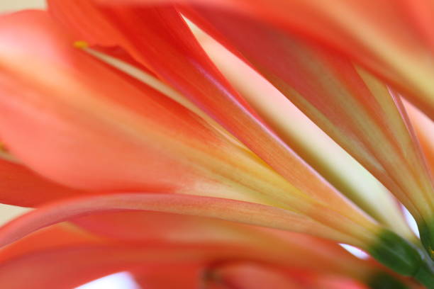 Extreme close up of clivia blooms in orange and yellow