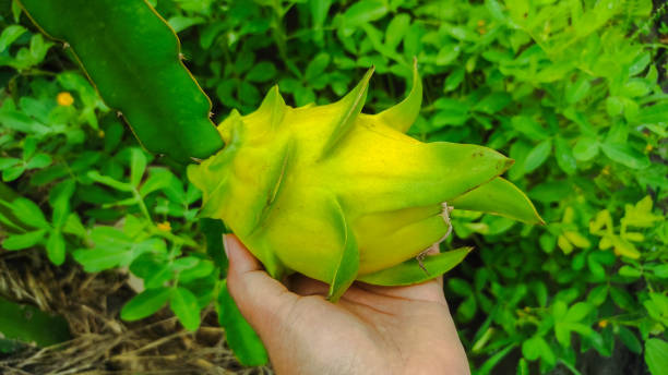 istock Hand Holding Yellow Dragon Fruit on the Plant 2205460189