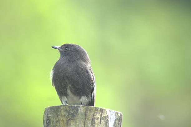 istock Wild birds of Colombia 2205461335