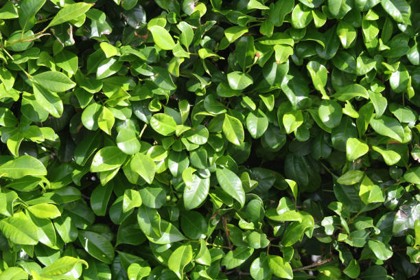 istock Green leaves on a hedge plant close-up texture background 2205461479