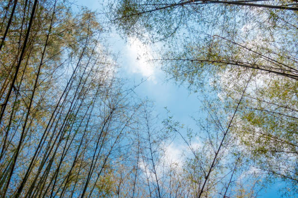 Bamboo forest in Mu Cang Chai, Yen Bai, Vietnam. Beautiful green natural background. Nature and background concept. Selective focus.