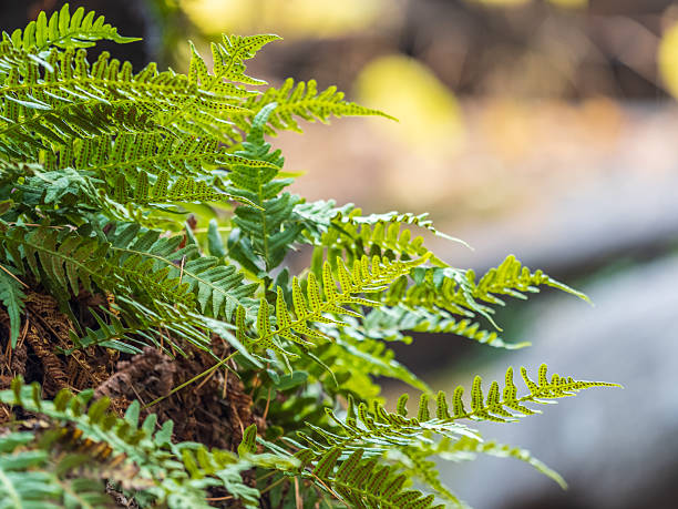 istock Common polypody fern Polypodium vulgare grows among thick moss. 2205464762