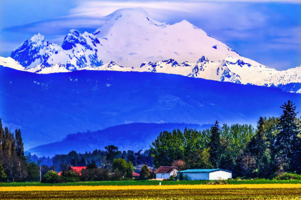 istock Mount Baker Skagit Valley Yellow Flowers Washington State 2205465459