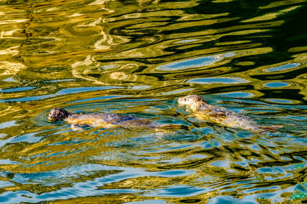 Colorful Harbor Seals Swimming Water Reflection Blue Green Brown Abstract Patterns Ballard Locks Seattle Washiington