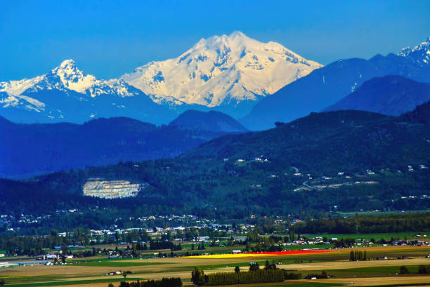Snowy Mount Baker at Tulip time, Skagit County, Washington, Northwest