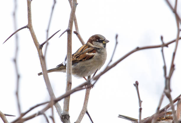 istock A small brown and white bird is perched on a branch 2205467639