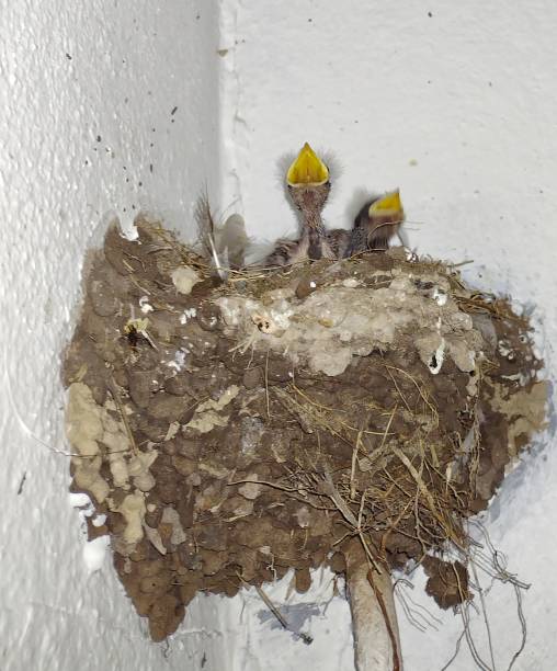 istock Baby birds in their nest 2205468627