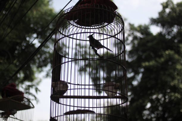 Silhouette of a small bird inside a hanging metal cage