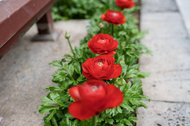 Garden landscape with red roses in bloom