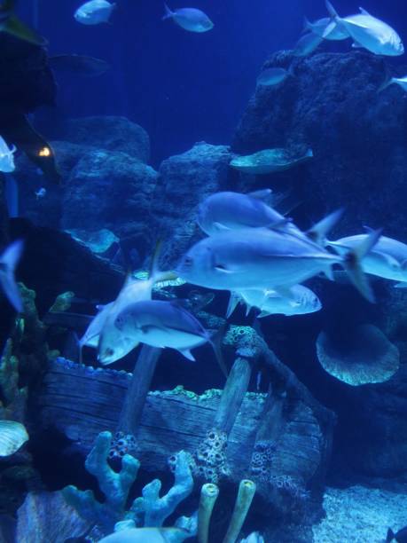 istock beautiful fish are swimming in a large aquarium 2205471938
