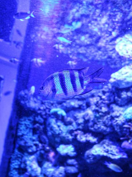 istock beautiful fish are swimming in a large aquarium 2205472024