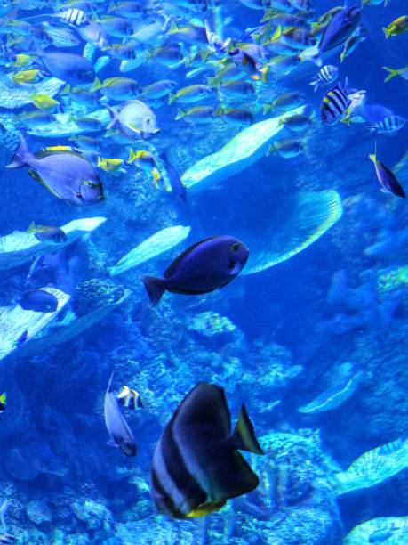 istock beautiful fish are swimming in a large aquarium 2205472086
