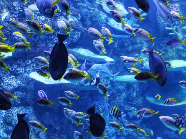 istock beautiful fish are swimming in a large aquarium 2205472098