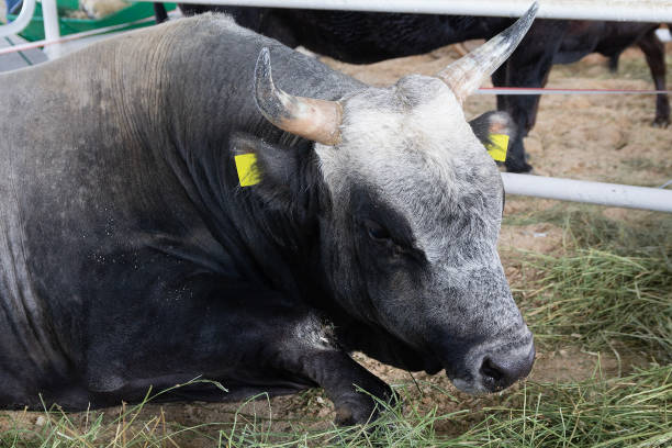 istock The purebred cow is sleeping on the farm 2205474444